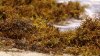 Gross! Sargassum Seaweed Smothering South Florida Coast