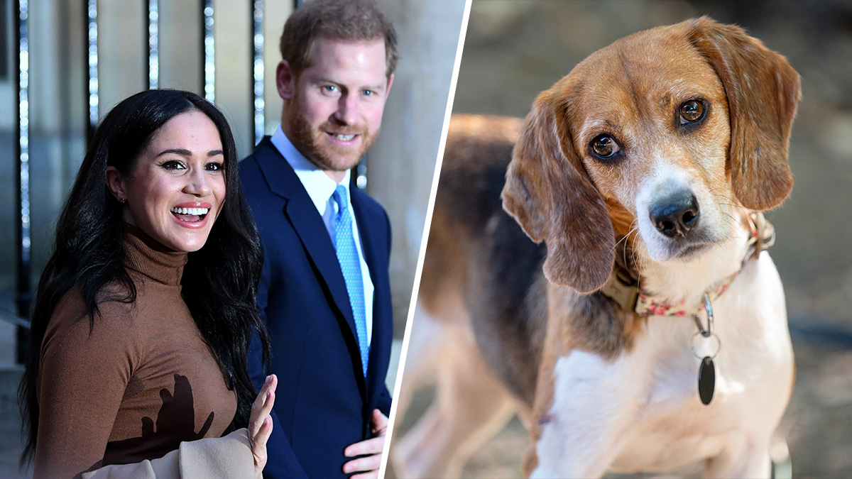 Meghan Markle and Prince Harry Adopt Beagle Rescued From Virginia Facility