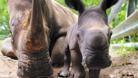 Meet Ruby! Lion Country Safari Welcomes Third Rare Rhino in Less Than a Year