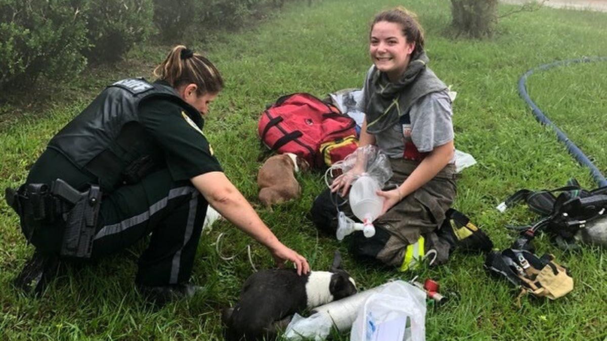 Amazon Delivery Driver's Actions Save Pups From Florida House Fire