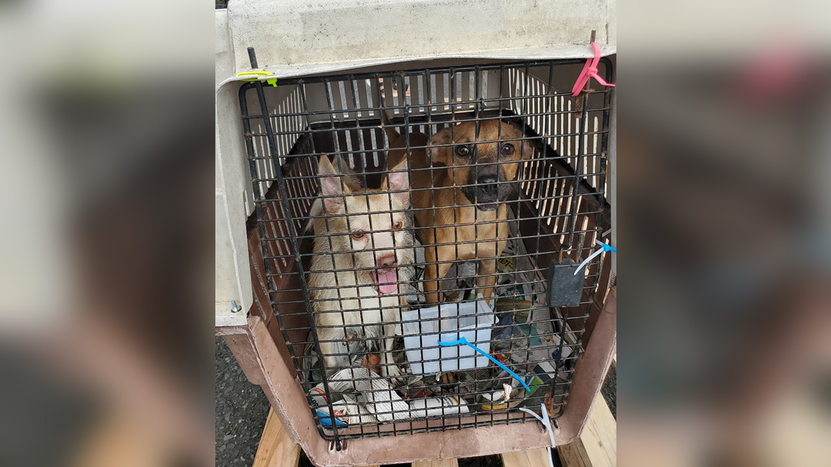 30 Animals From Puerto Rico Brought to South Florida After Hurricane Fiona