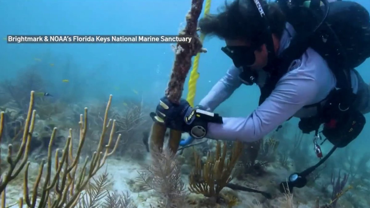 Marine Recycling in the Florida Keys NBC 6 South Florida