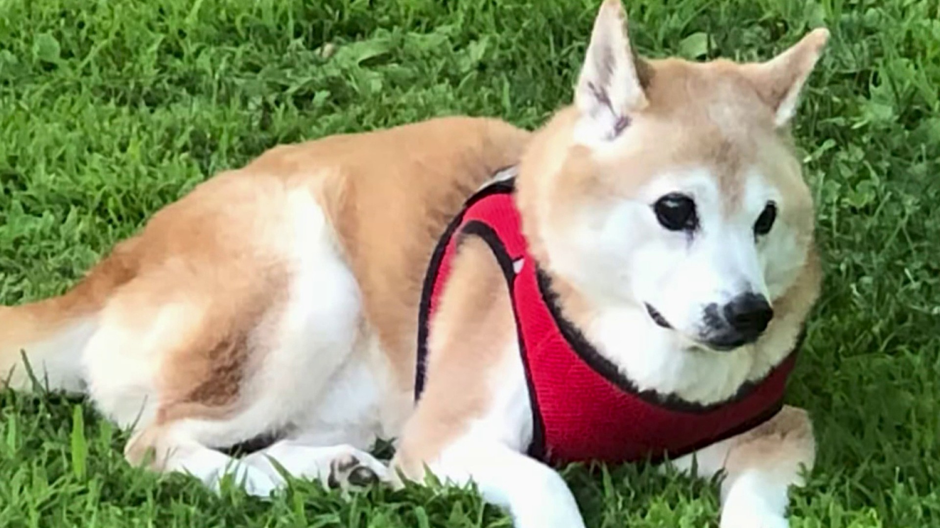 ‘She's My Rock': Tourist Searches for Blind Dog Taken During North Miami Carjacking