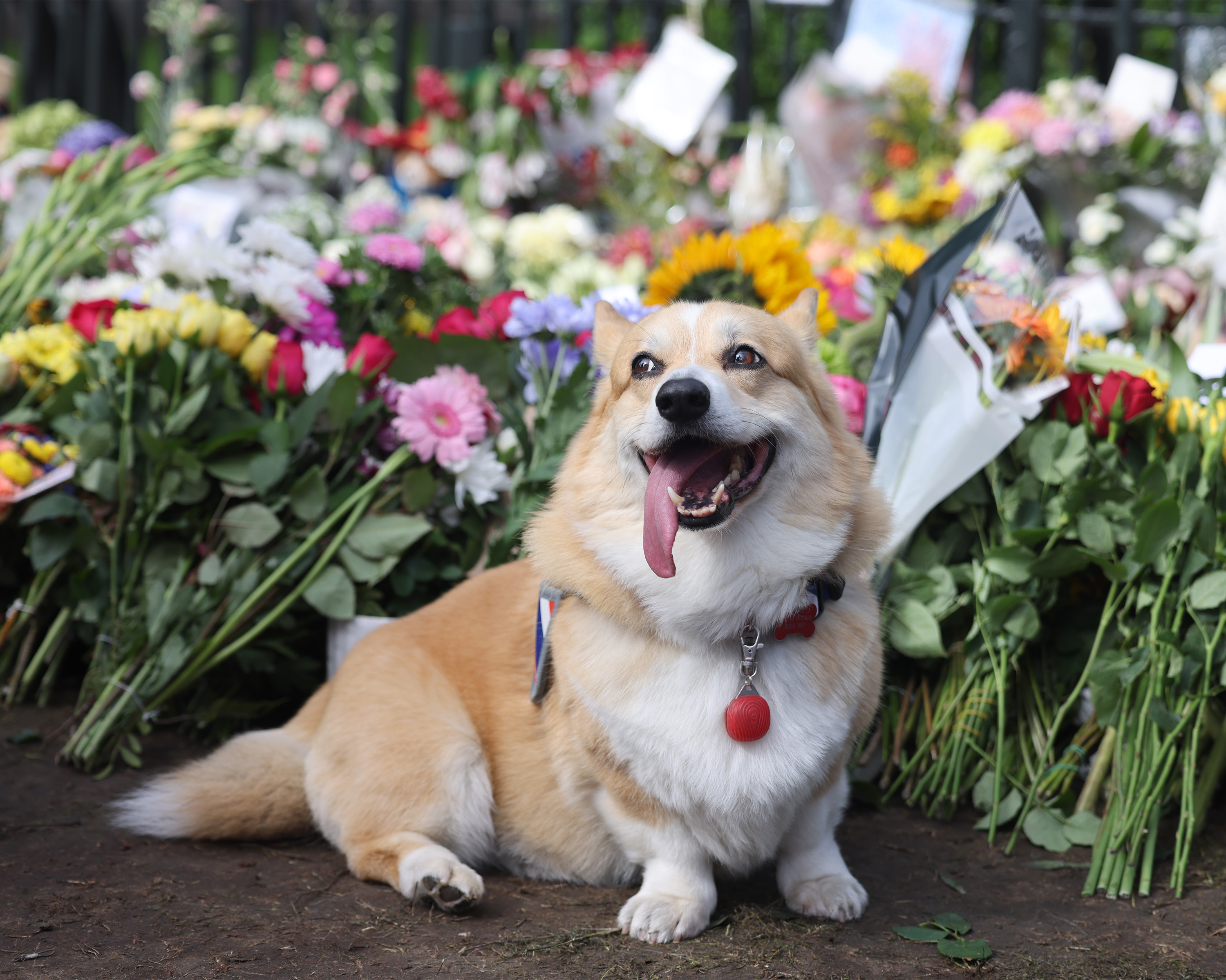 A corgi lies in front of the flowers at The Long Walk gates in front of Windsor Castle, Sept. 12, 2022, in Windsor, England.