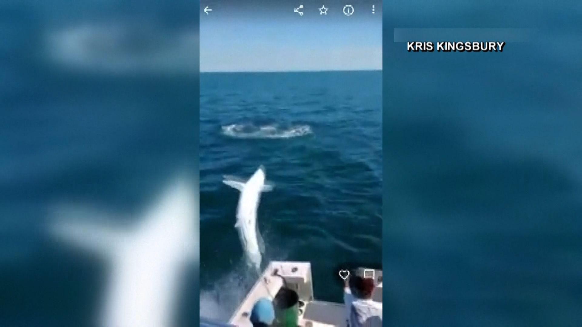 WATCH 7Foot Mako Shark Jumps Into Boat NBC 6 South Florida