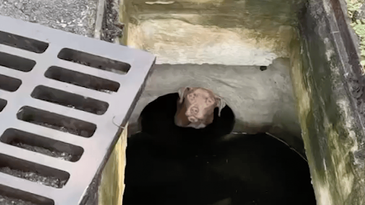 Fire Rescue Pulls Dog From Storm Drain in Fort Lauderdale – NBC 6 South ...