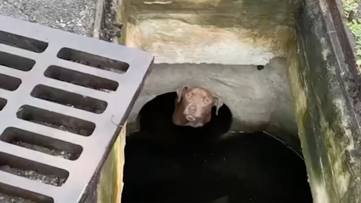 Fire Rescue Pulls Dog From Storm Drain in Fort Lauderdale