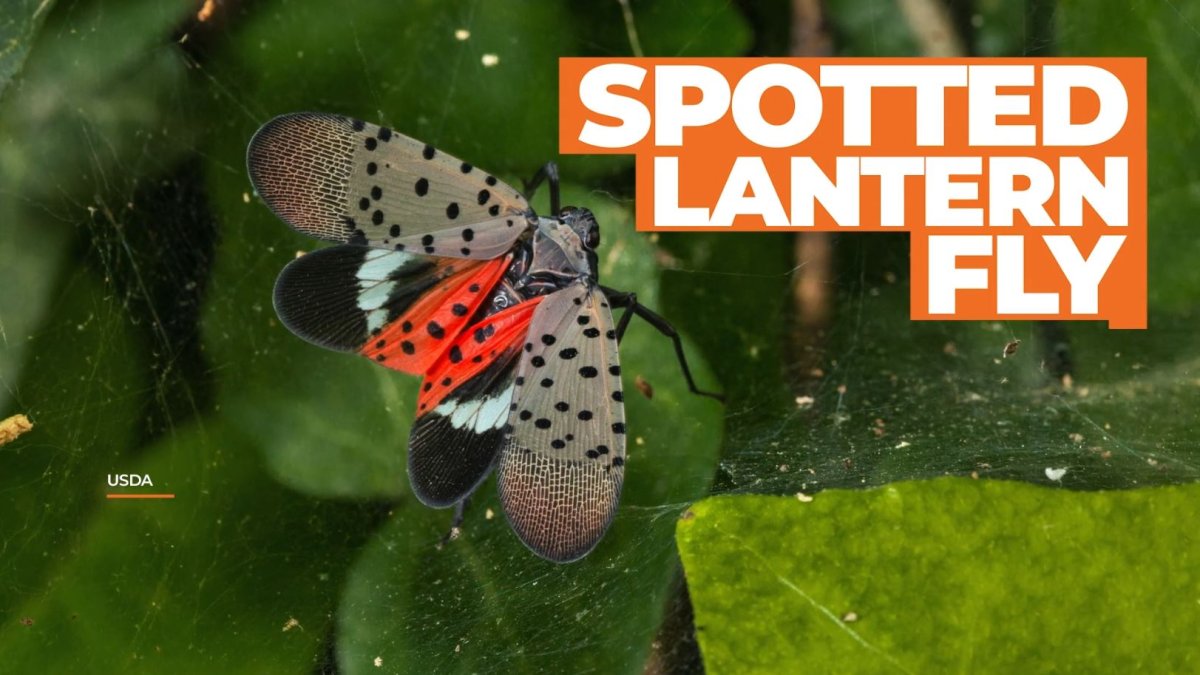Invasive Spotted Lanternflies Could Threaten California’s Wine Grapes ...