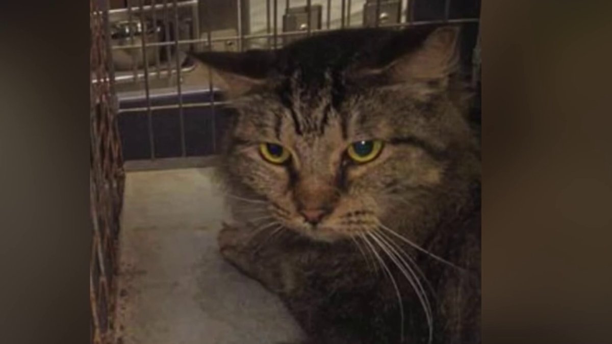 Deputies Rescue More Than 100 Cats Living in Deplorable Conditions in