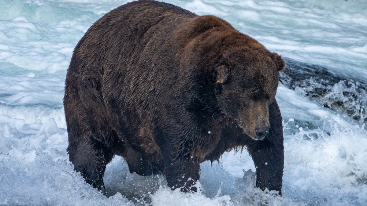 Fat Bear Week could be postponed if government shuts down – NBC 6 South Florida - Vimarsana News