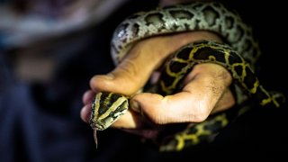 a Burmese python