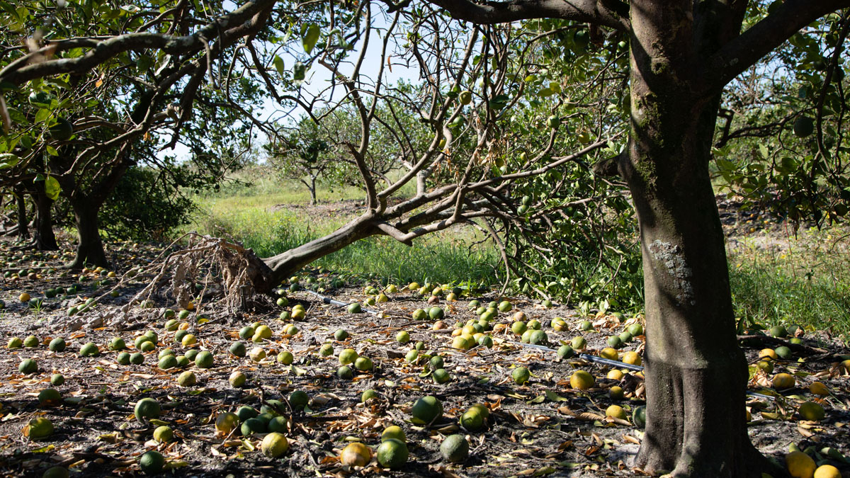 Hurricane Ian Farm Loss in Florida Could Reach $1.56B: Report
