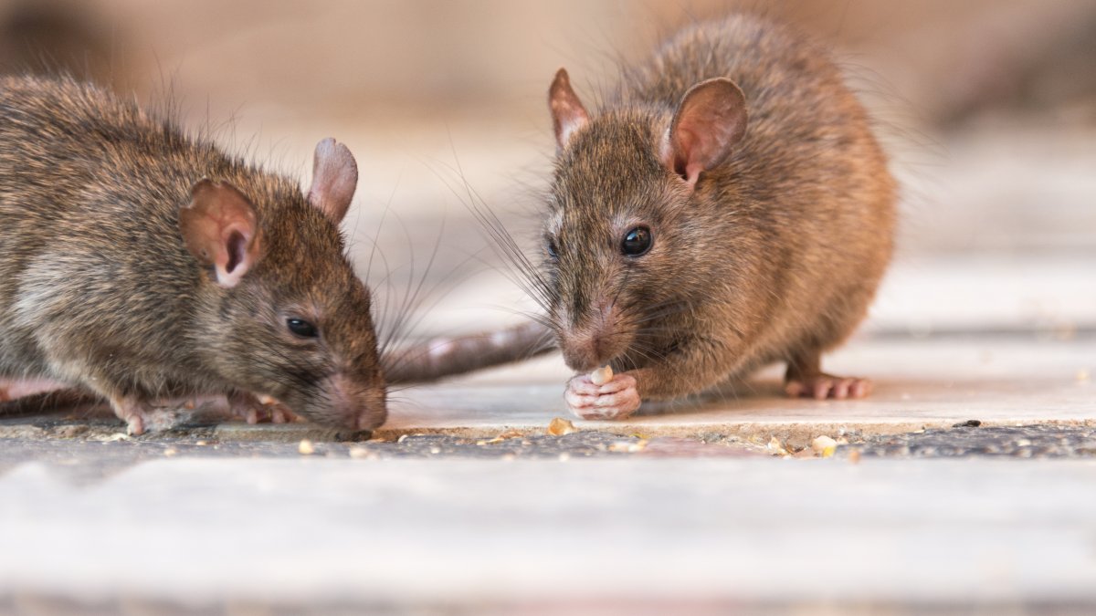 NYC rat goes viral for dragging donut and sharing it with a rat mate on subway tracks