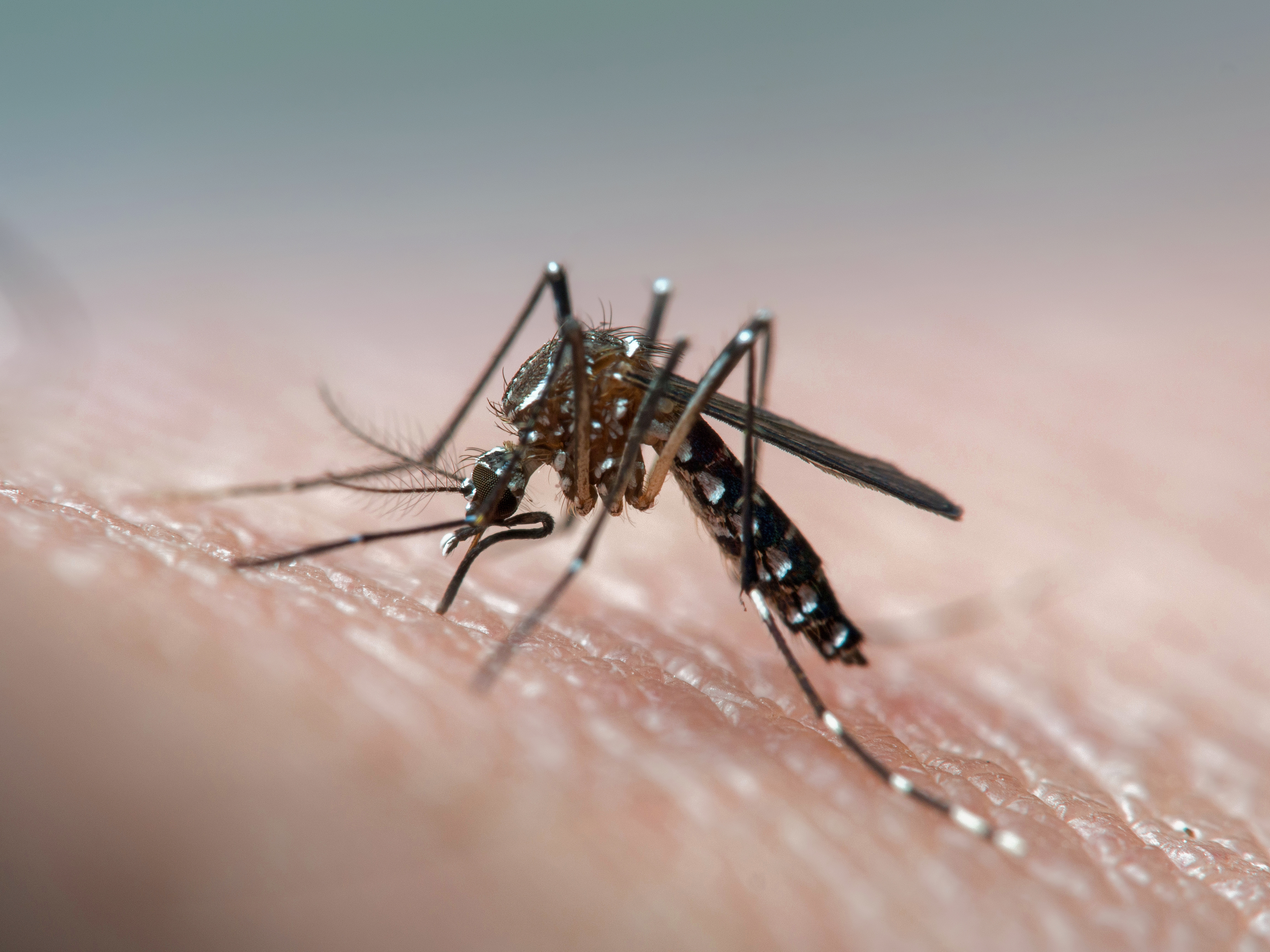 Florida DOH Issues Mosquito-Borne Illness Alert for Broward County
