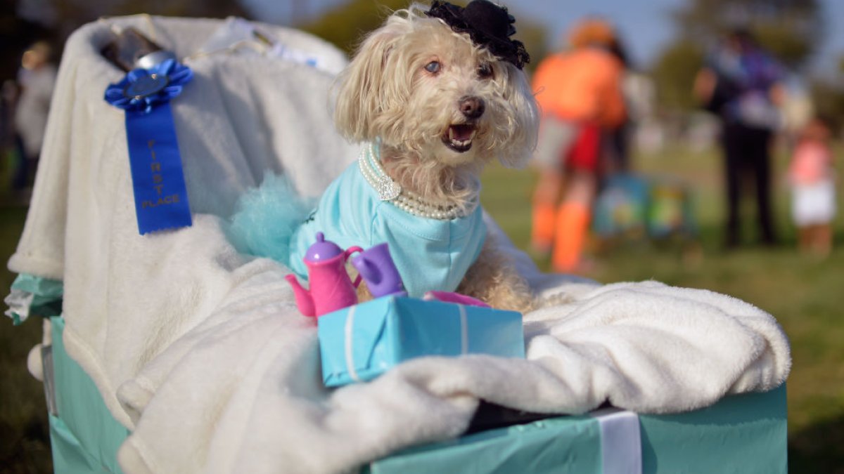 Miami Heat Dog Bandana - Dress Up Your Pup