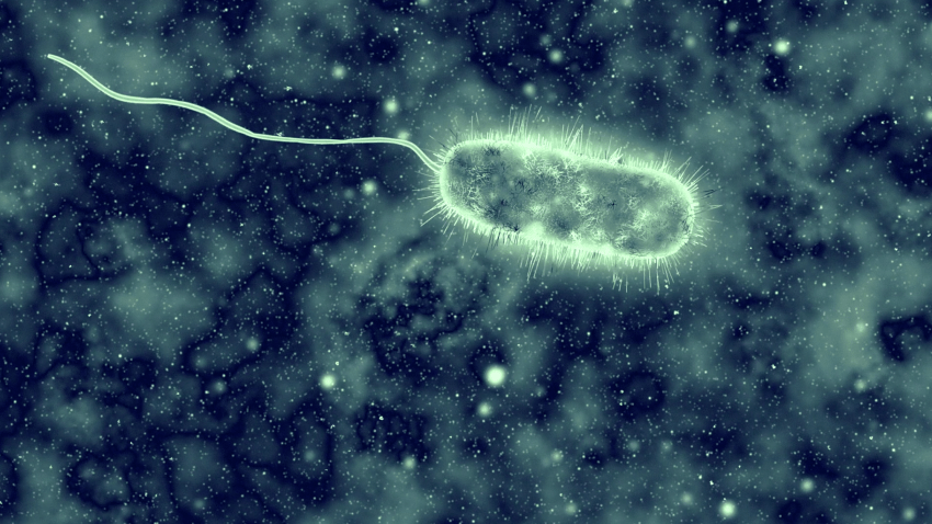 Florida Sees Spike in Flesh-Eating Bacteria Cases, Deaths After Hurricane Ian