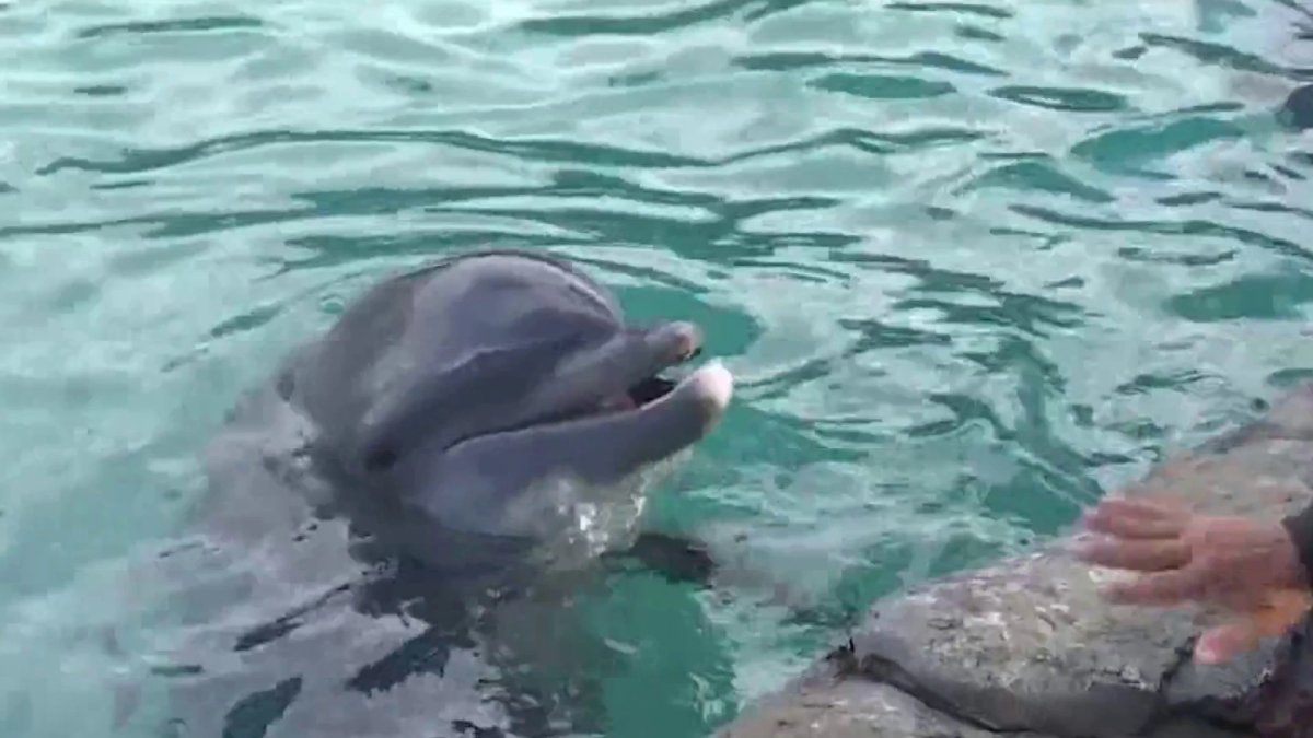 Concerns Over Dolphins’ Diet at Miami Seaquarium – NBC 6 South Florida