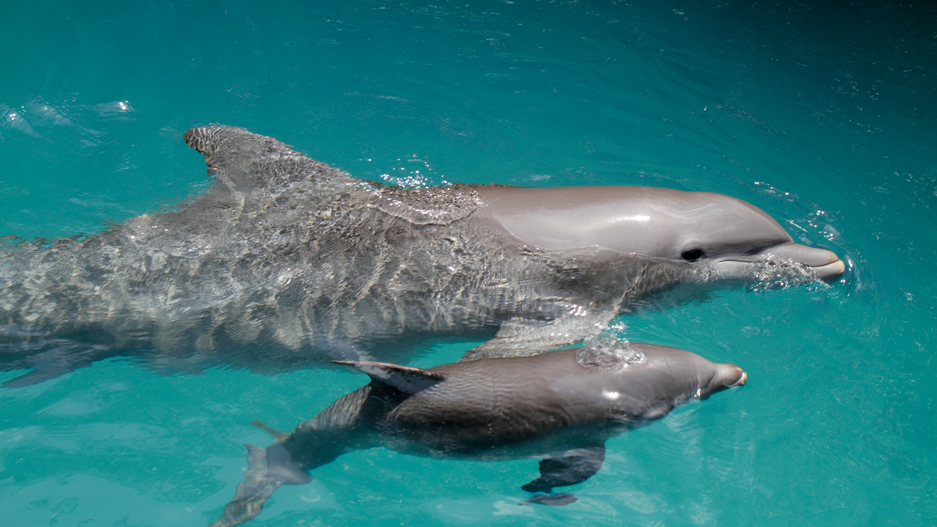 ‘Deeply Disturbed' Miami-Dade Mayor Issues Notice Regarding Underfed Dolphins at Miami Seaquarium