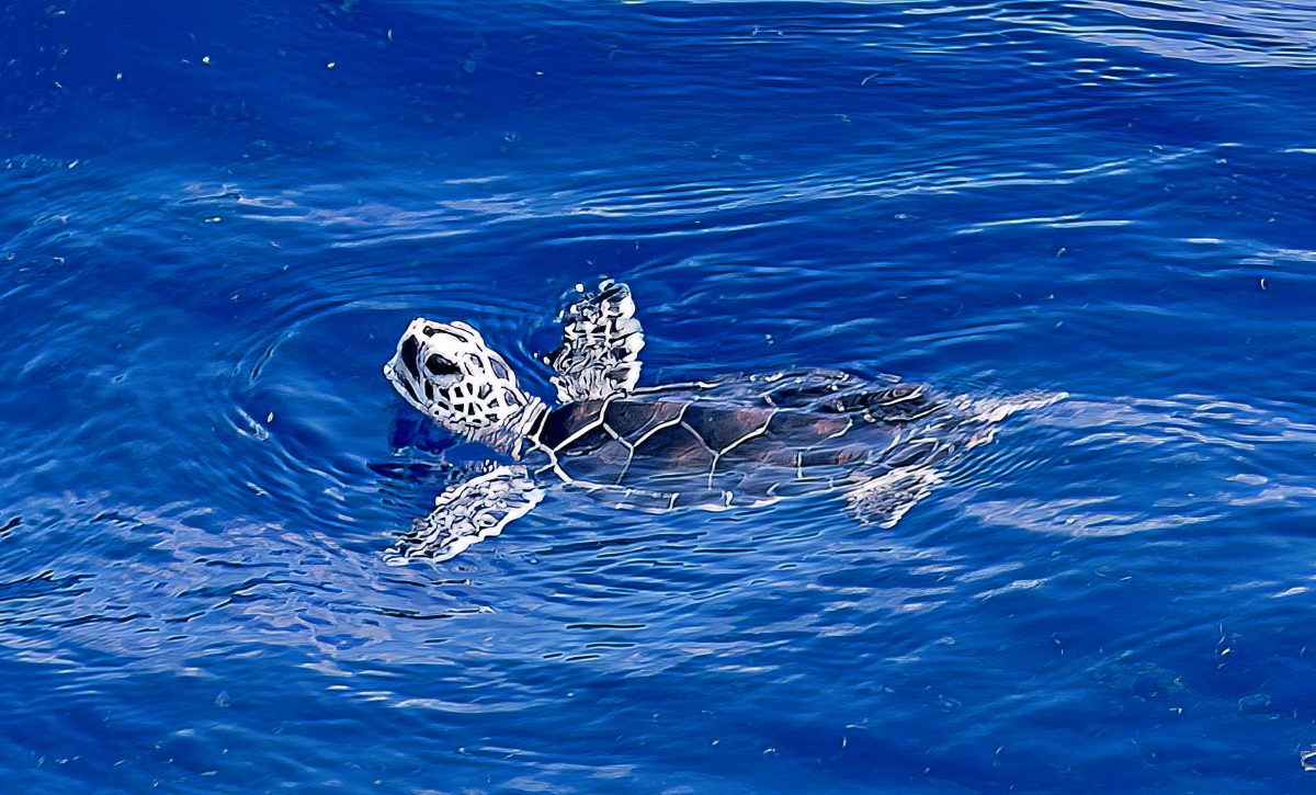 Discover Sea Turtles - Cherry Lake Publishing Group