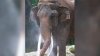 Dalip the Elephant Bull Dies at Zoo Miami