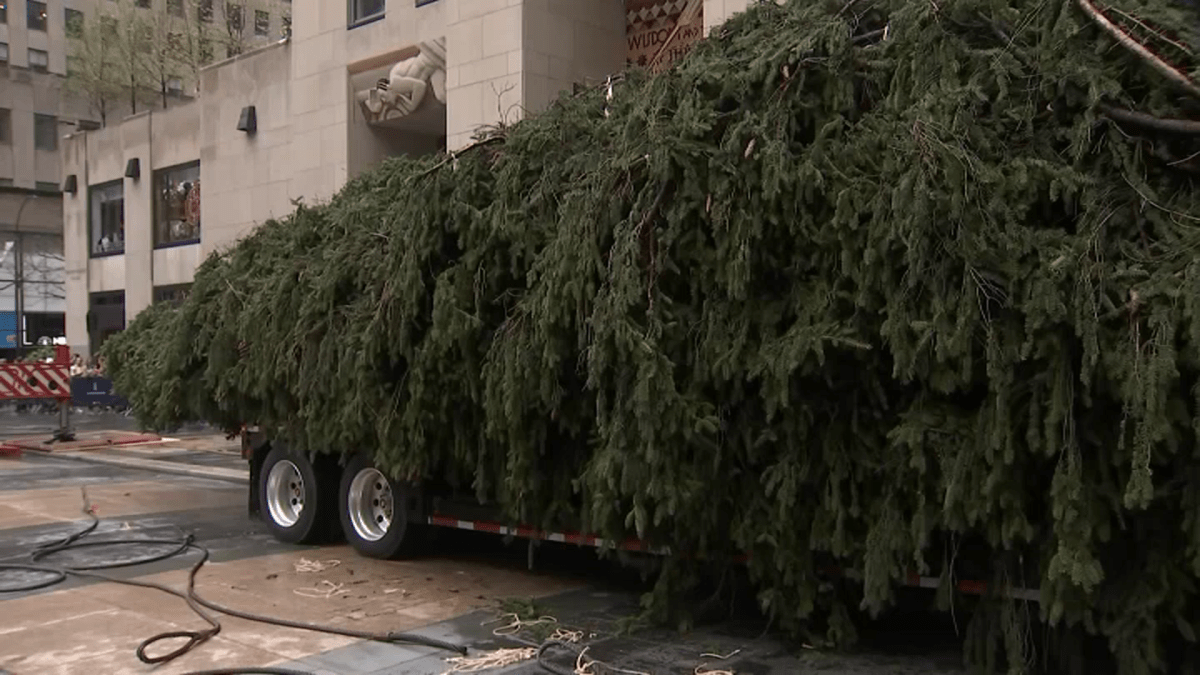 Rockefeller Christmas Tree Arrives in NYC — Here is When You Can See It