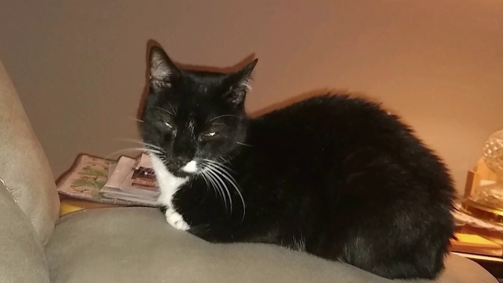 ‘They Were My Life': Family's Cats Die in Massive Wilton Manors House Fire