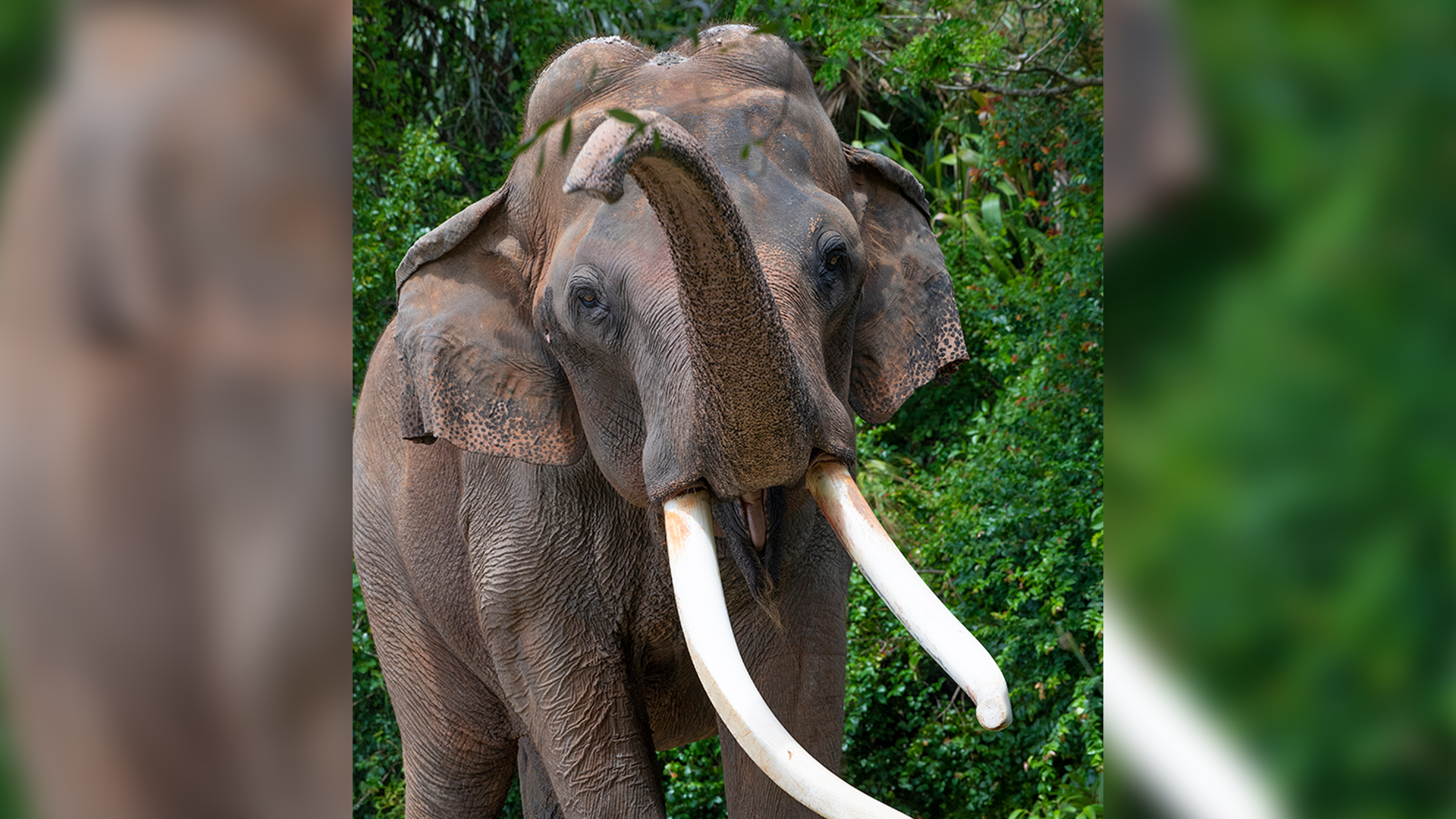 Legendary Asian Elephant Dies at 56 in Zoo Miami on Thanksgiving Day