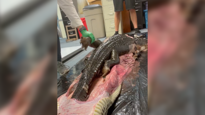 5-Foot Gator Found Inside 18-Foot Burmese Python in Florida Everglades
