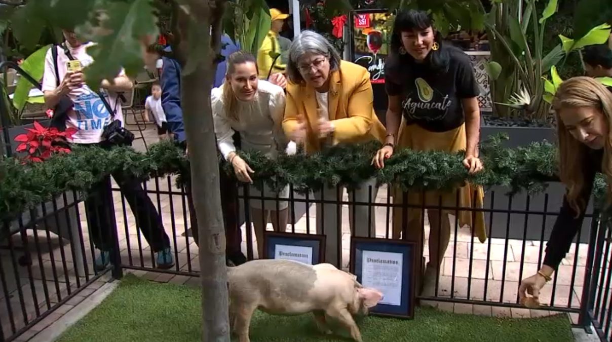 Pigs Pardoned: Miami-Dade Mayor Issues Holiday Proclamation for ‘Holly' and ‘Jolly'