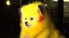 Miami-Dade Man Cited After He Had Dog's Coat Dyed to Look Like ‘Pikachu' Character