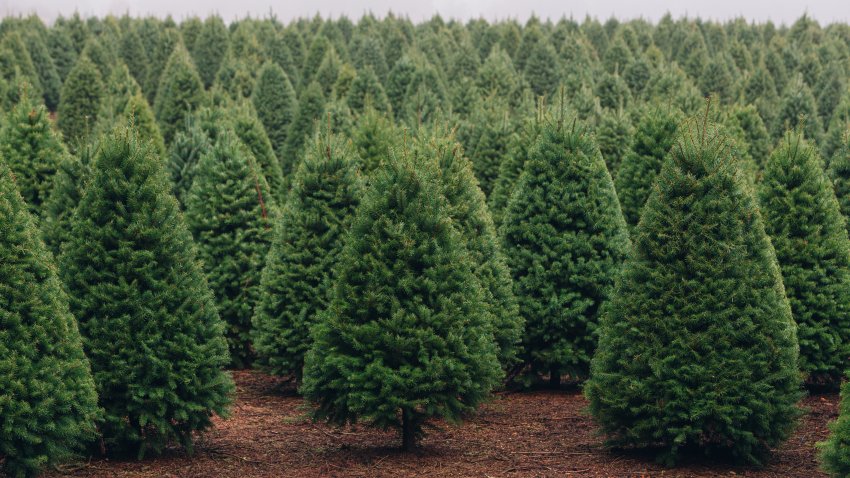 Could Fresh Christmas Trees Become a Ghost of Christmas Past?