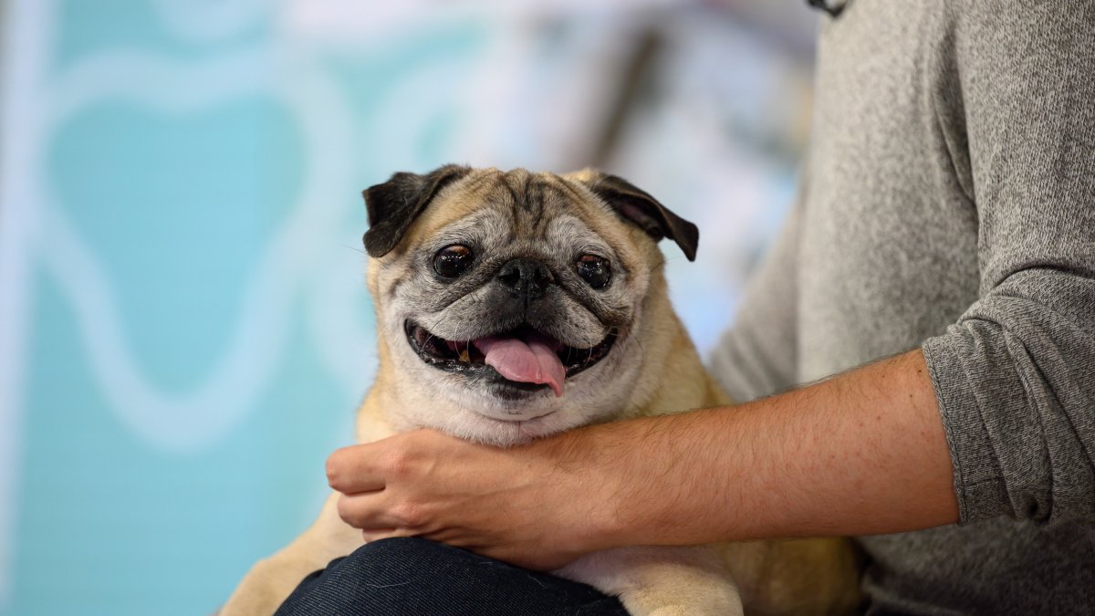 TikTok Star Noodle the Pug of ‘No Bones’ Day Fame Dies at Age 14