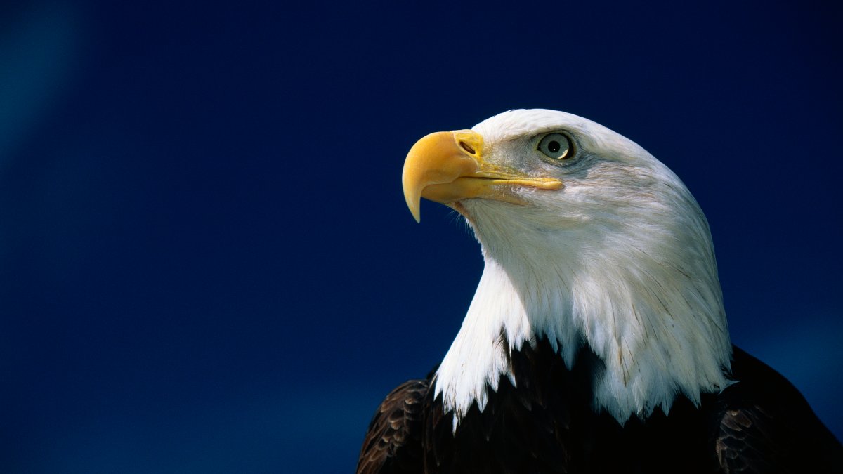 3 Bald Eagles Die in Minnesota After Eating Euthanized Animals – NBC 6 South Florida - Vimarsana News