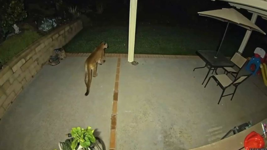 A mountain lion is caught on camera in Mission Viejo Thursday Dec. 15, 2022.