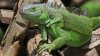 FWC approves rule changes to capture invasive green iguanas