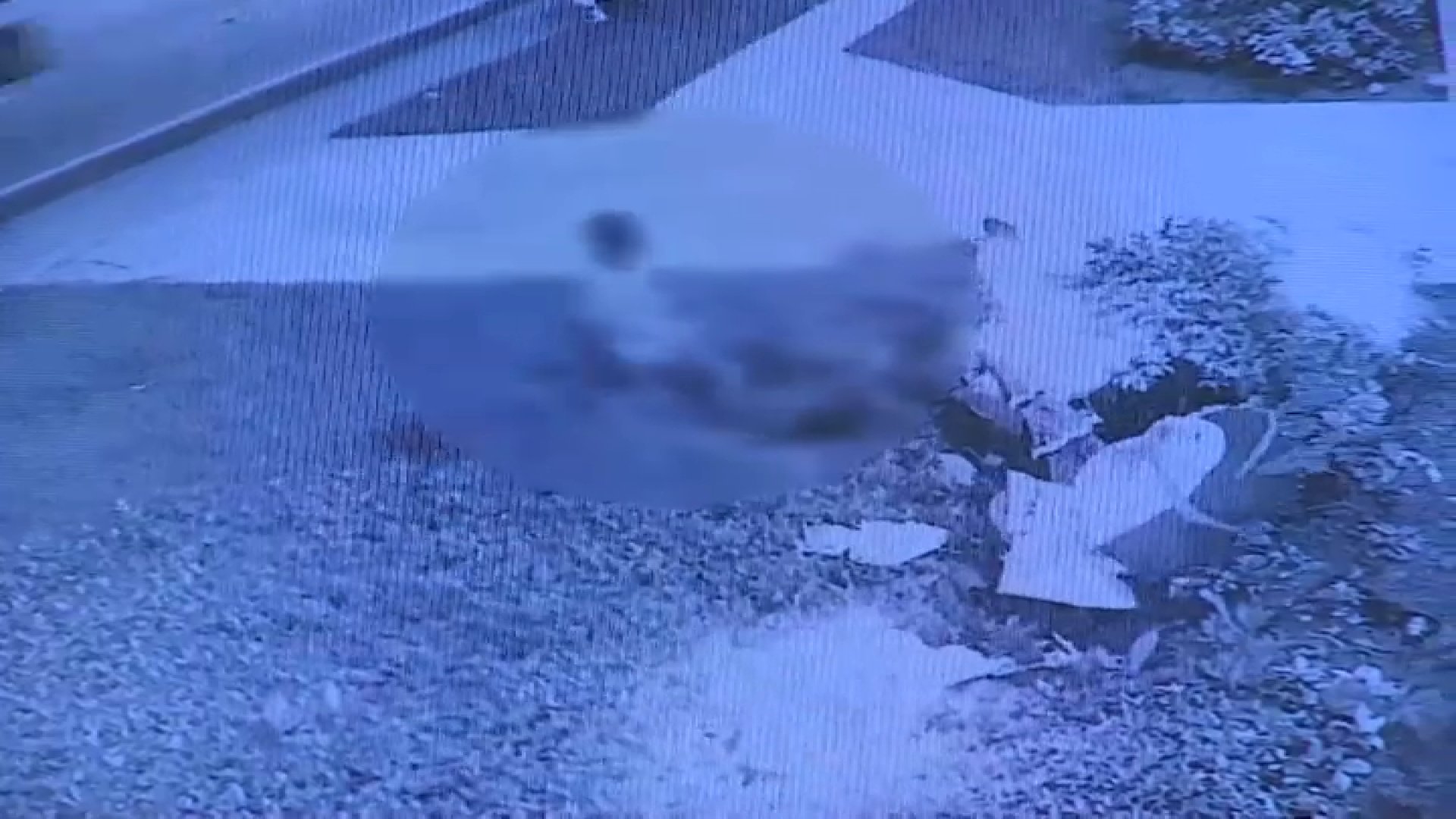 Child Caught on Camera Wrecking Christmas Decorations Outside Hialeah Business
