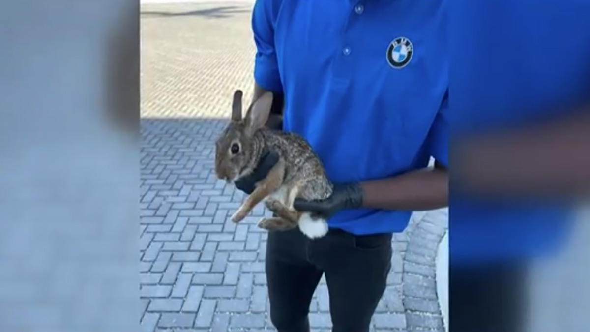 Bunny Rabbit Found in Car's Undercarriage at Southwest Florida Dealership