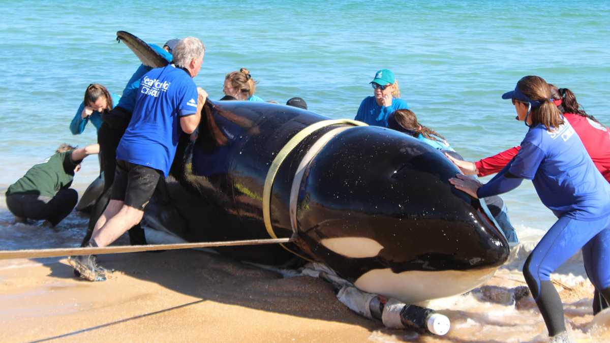 21-Foot Orca Dies After Washing Ashore on Florida Beach – NBC 6
