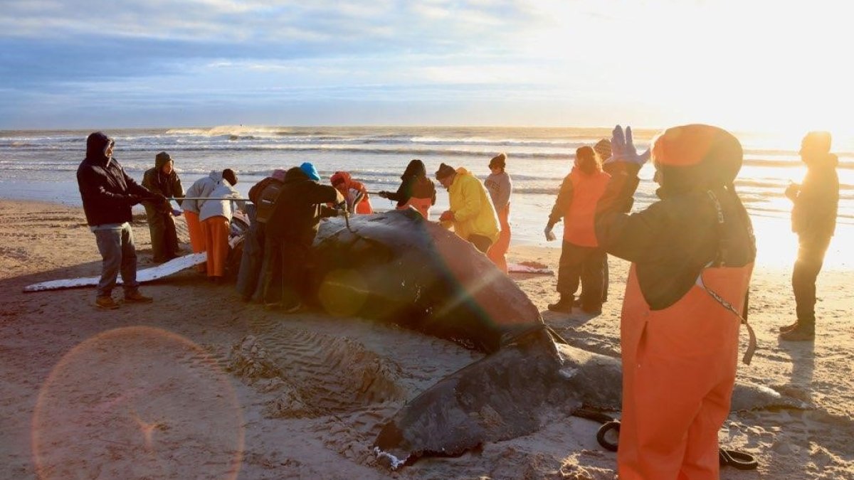 Humpback Whale That Washed Up on NJ Beach Likely Died From Vessel Strike – NBC 6 South Florida - Vimarsana News
