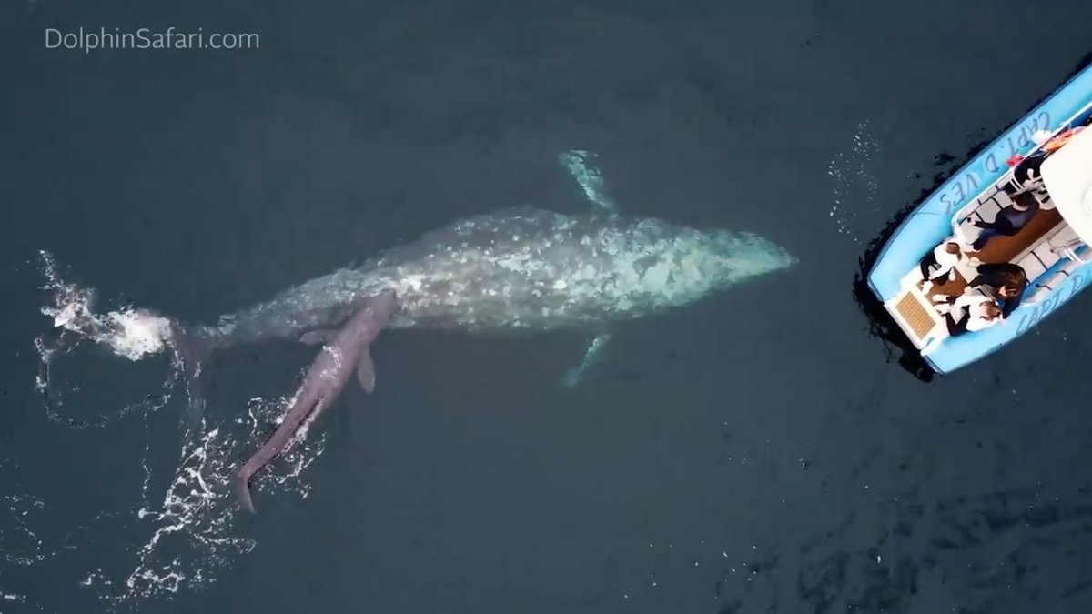 Watch: Whale Gives Birth and Shows Off Calf to Whale Watching Tour – NBC 6 South Florida - Vimarsana News