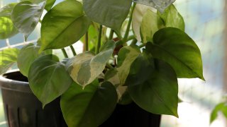 Close-up of pothos/money plant in a flower pot