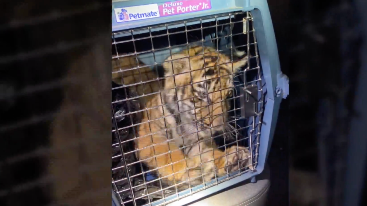Police Find Bengal Tiger Inside Trailer Home in New Mexico – NBC 6 South Florida - Vimarsana News