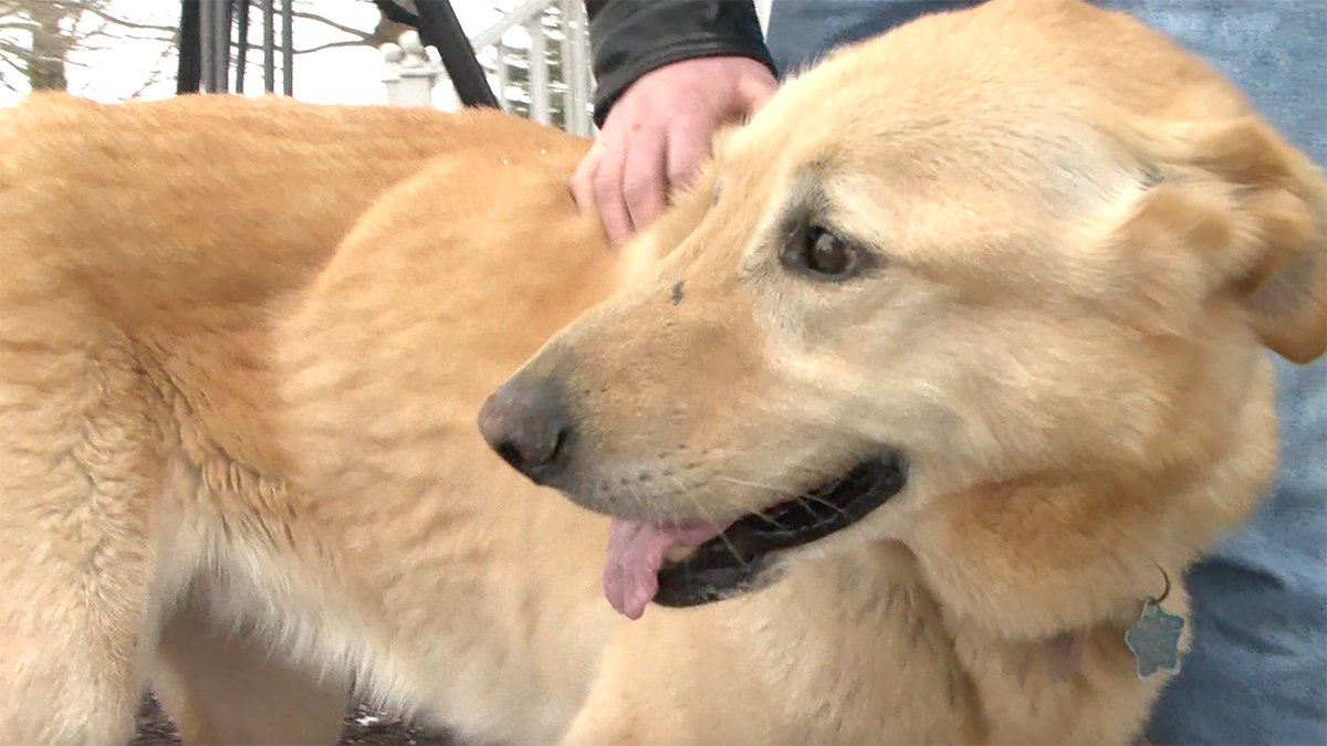 Illinois Dog Believed to Have Died in Barn Fire Found Alive Weeks Later – NBC 6 South Florida - Vimarsana News
