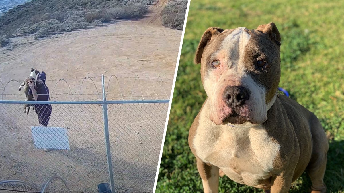 Video: Dog Miraculously Unharmed After Man Tosses It Over Fence – NBC 6 South Florida - Vimarsana News
