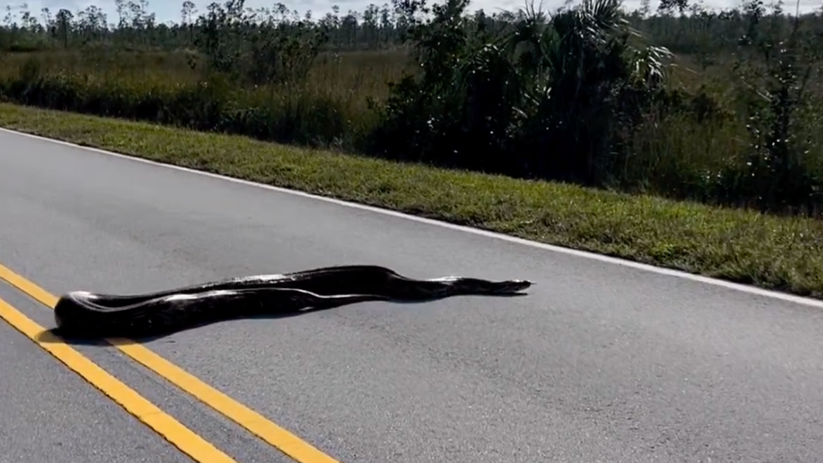 Video Shows Massive Python Crossing Road in Florida Everglades – NBC 6 ...
