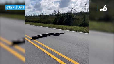 Cell Video Shows Burmese Python Crossing Road in Everglades National Park –  NBC 6 South Florida