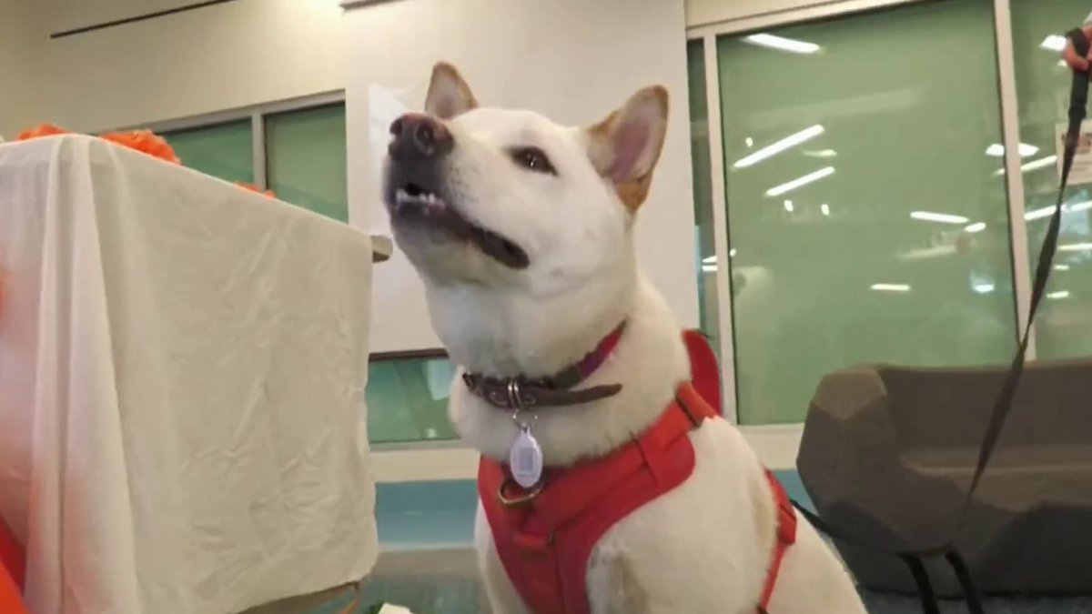 5 adorable pups to represent the 305 in this year's Puppy Bowl - CBS Miami