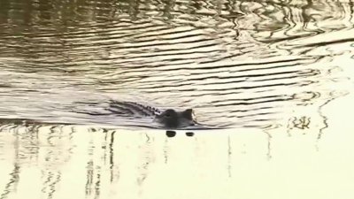 How to Safely Co-Exist With Gators