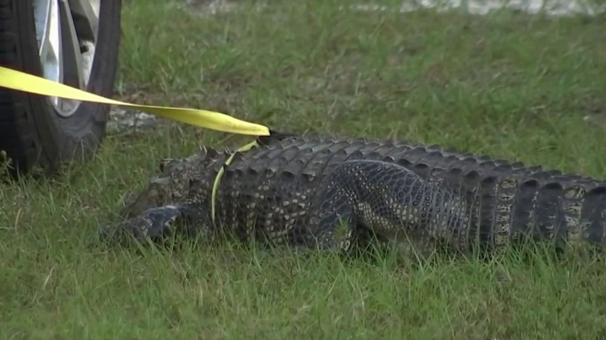 Officer Helps Capture Roaming Alligator in Busy Kendall Neighborhood ...