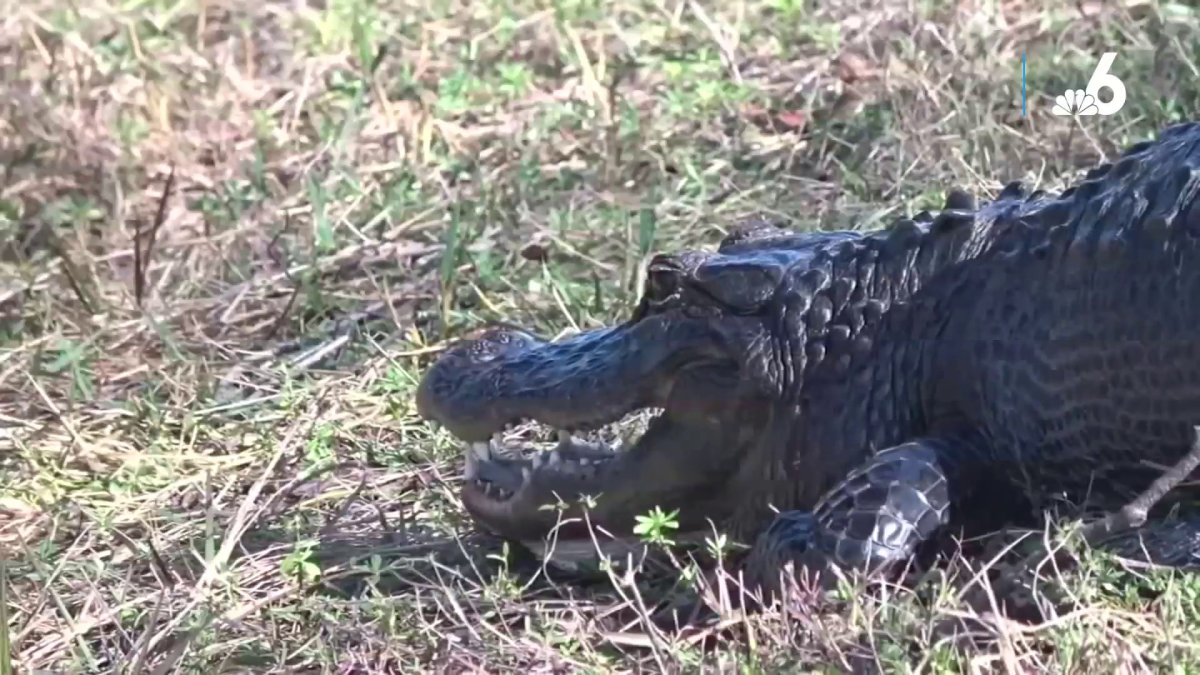 On camera, 85-year-old Florida woman killed by alligator while trying to  protect her dog